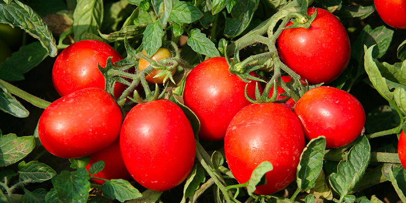 pomodoro-da-industria