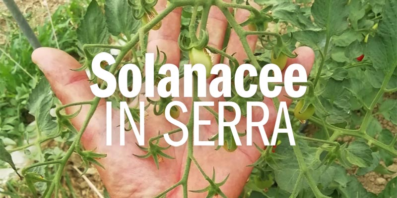 solanacee in serra