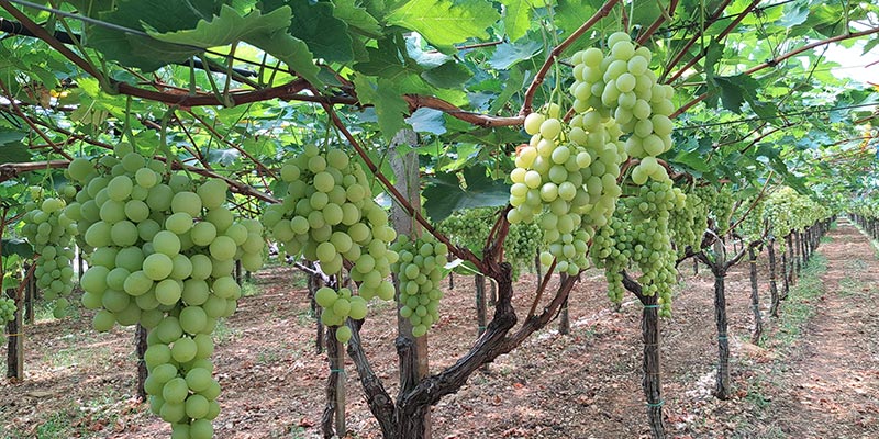 cifo ingrossamento acini uva da tavola