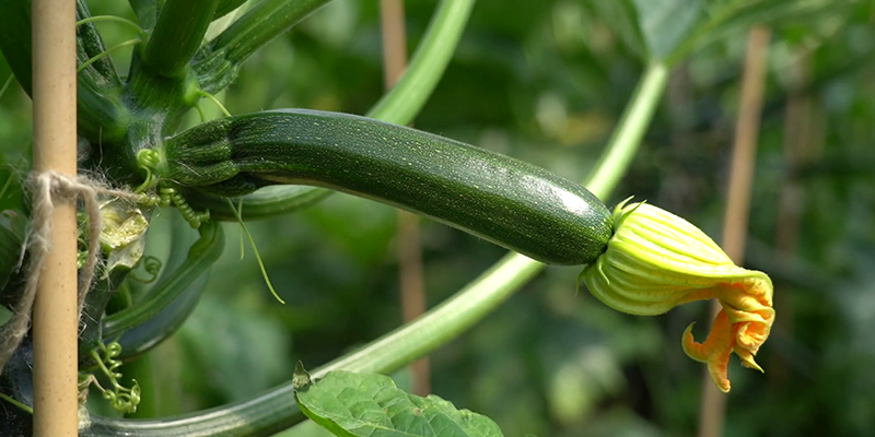 CIFO-zucchino-magazine